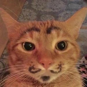 Meet your Posher, Its just lexi